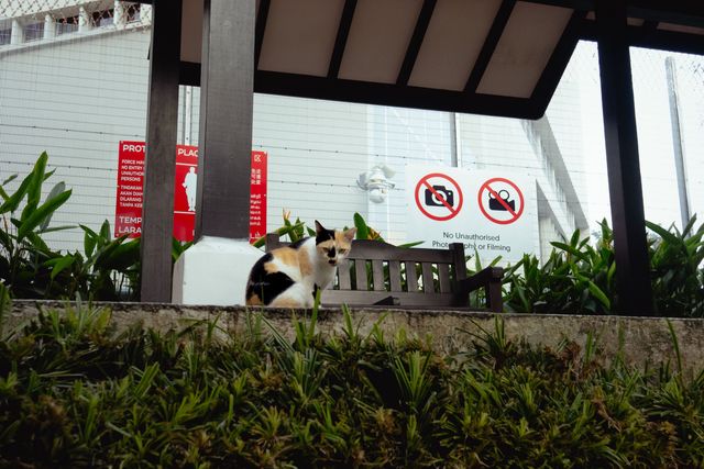 Urban Wildlife