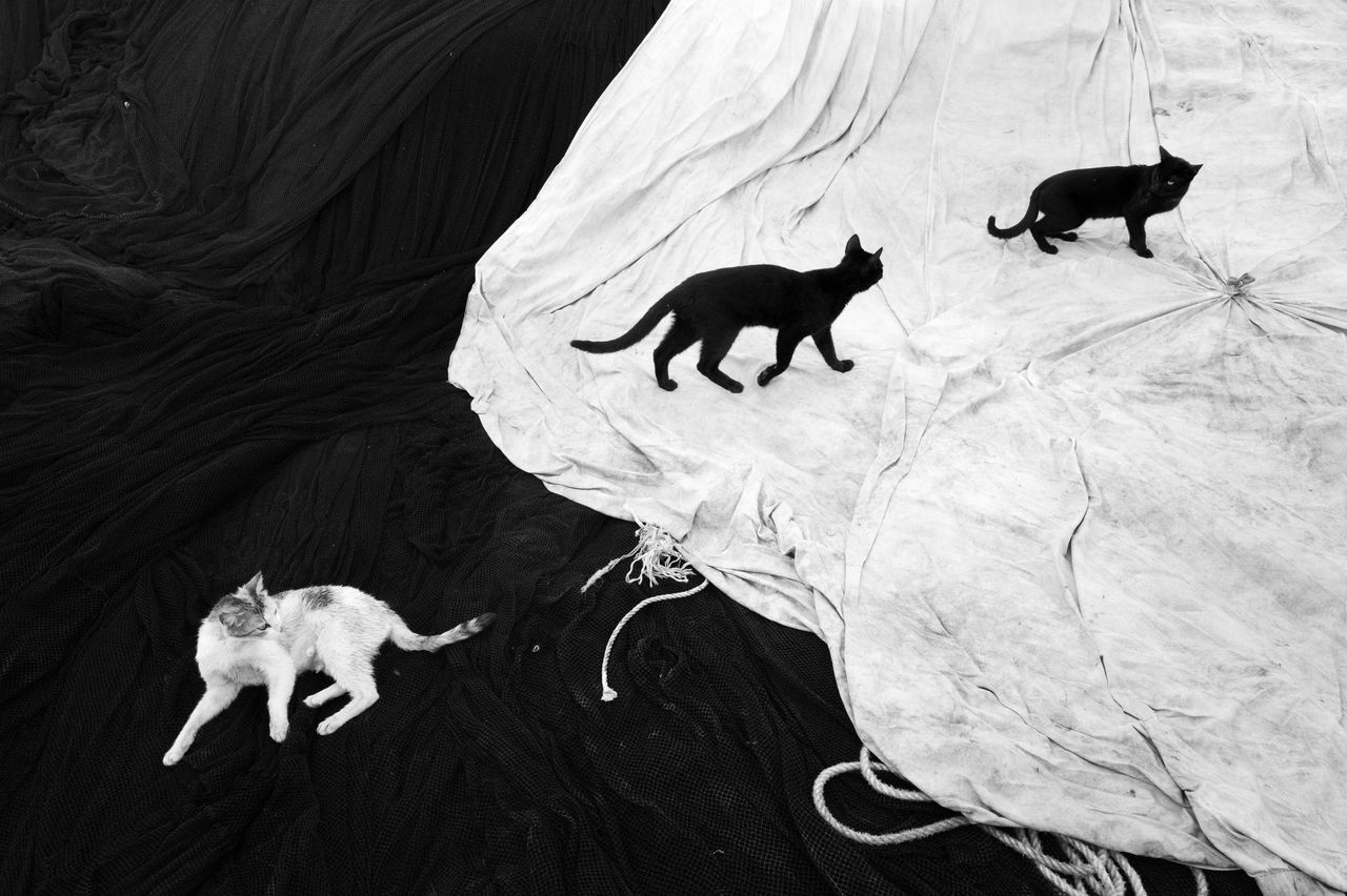 #22 Urban Wildlife