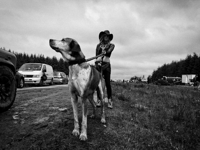 Dogs