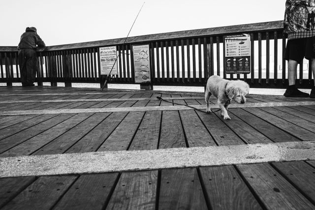 Dogs