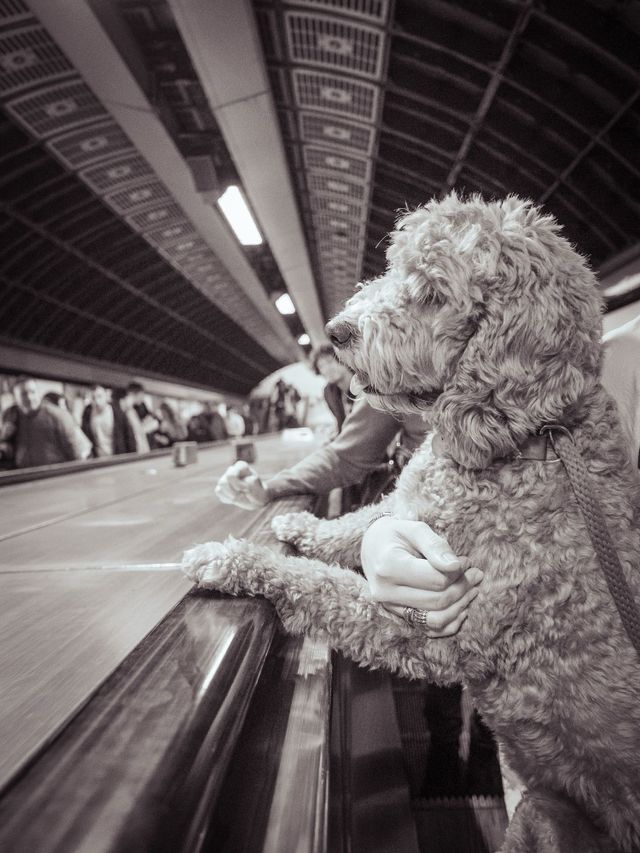 Dogs