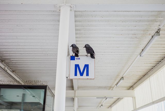Urban Wildlife