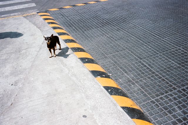 Urban Wildlife