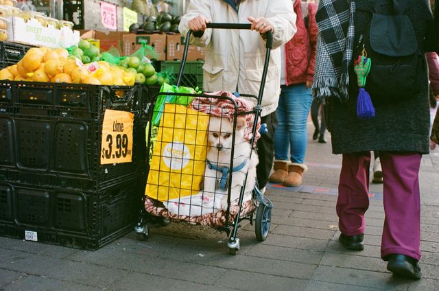 Dogs