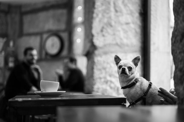 Dogs