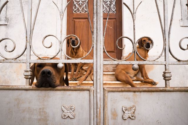 Dogs