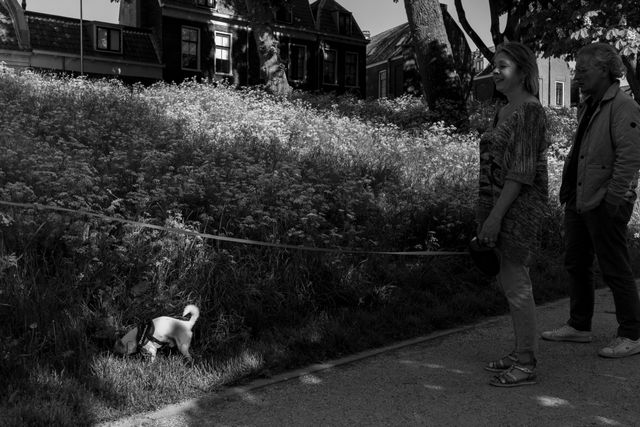 Dogs
