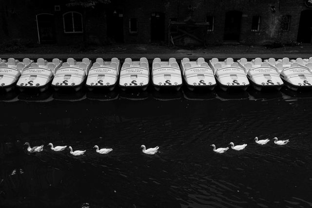 Urban Wildlife