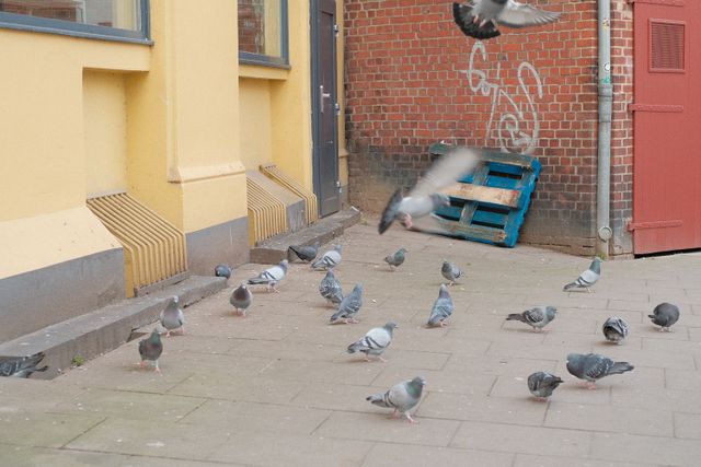 Urban Wildlife