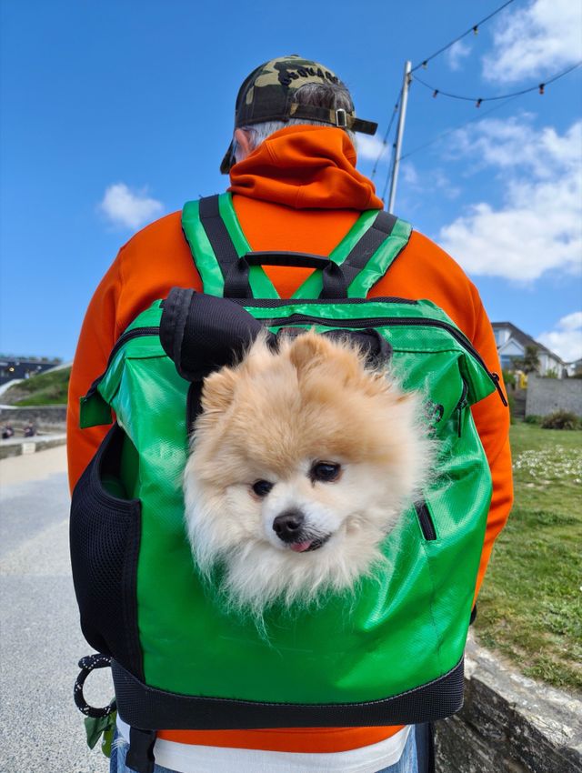 Dogs