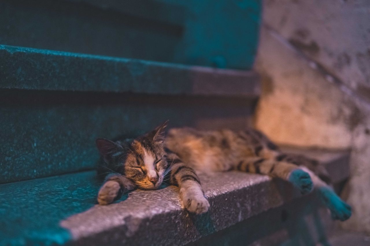 Urban Wildlife