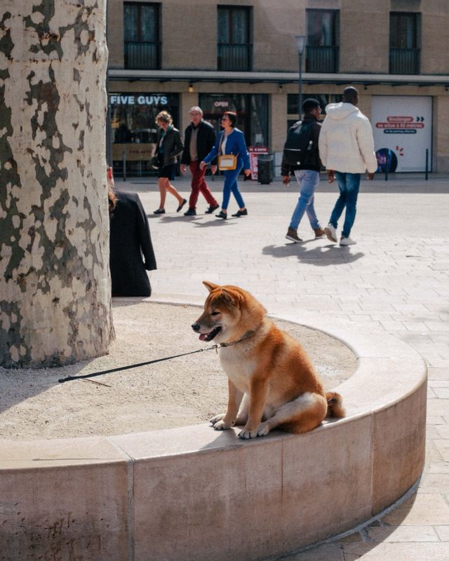 Dogs