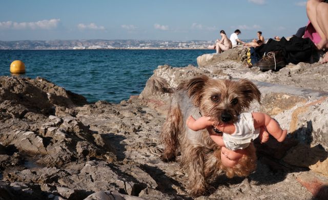 Dogs