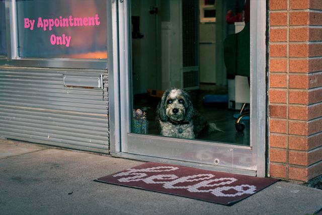 Dogs